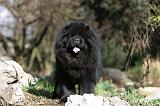 CHOW CHOW 625